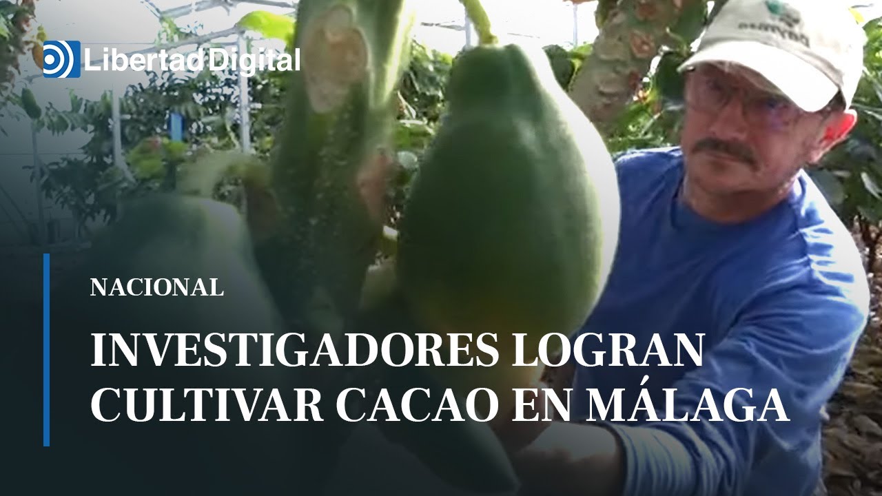 árbol del cacao en españa
