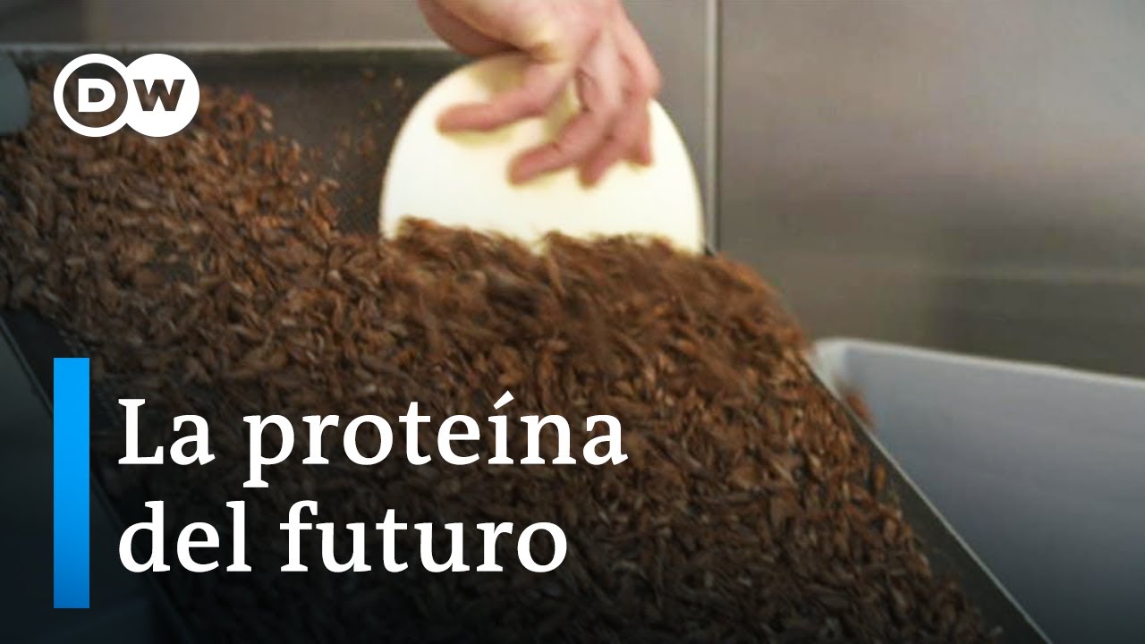 chocolate nestle con harina de insectos