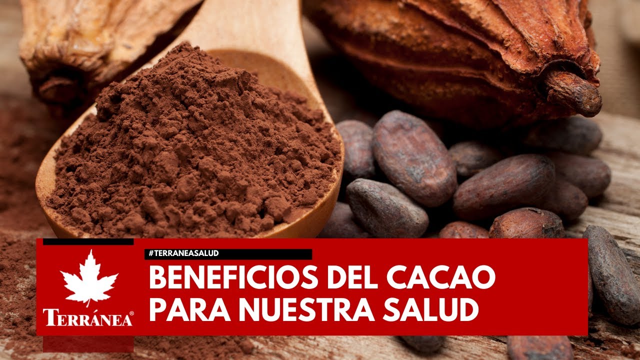 como tomar cacao puro