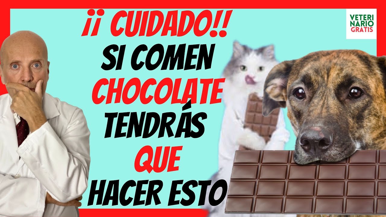 que pasa si un perro come chocolate por primera vez